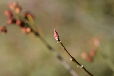 Latince adı Euonymus europaeus f. Albus