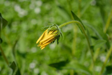 Gloriosa Daisy çiçek tomurcuğu - Latince adı - Rudbeckia hirta Irish Eyes