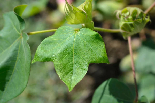 Upland cotton leaves - Latin name - Gossypium hirsutum