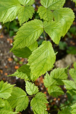 Keçi Sakalı Yaprakları - Latince adı - Aruncus sinensis Zweiweltenkind