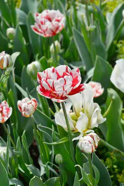 Tulip Carnival de Nice flowers - Latin name - Tulipa Carnival de Nice