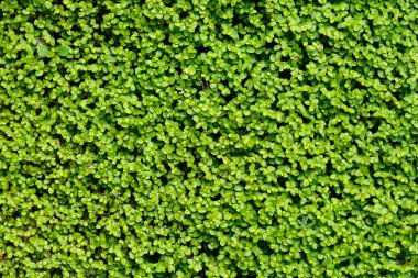 Babys tears leaves - Latin name - Soleirolia soleirolii