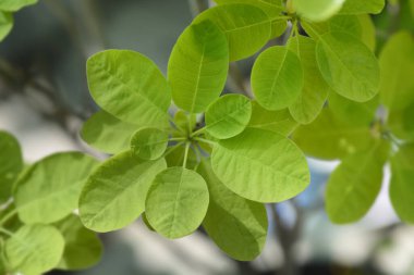 Duman ağacı saçakları - Latince adı - Cotinus coggygria Golden Lady