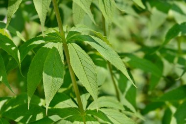 Sakhalin Adası 'ndan (Rusya) endemik veronicastrum - Latince adı - Veronicastrum sachalinense