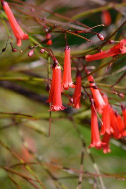 Havai fişek kırmızı çiçekleri - Latince adı - Russelia equisetiforis