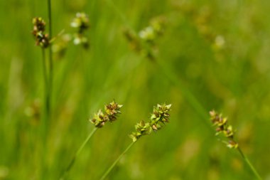 Dikenli dikiş - Latince adı - Carex muricata