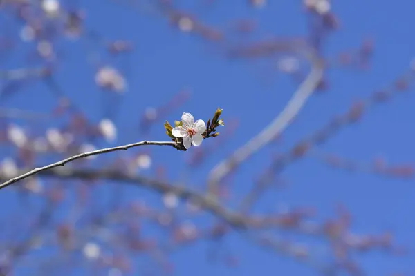 Black Cherry Plum branch with flowers - Latin name - Prunus cerasifera Nigra