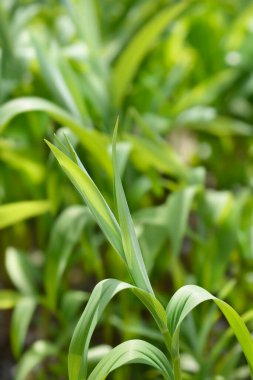 Vadinin çiçekli zambakları - Latince adı Maianthemum stellatum