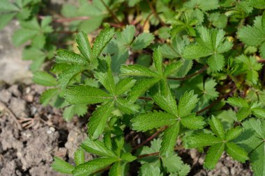 Nepal Cinquefoil yaprakları - Latince adı - Potentilla nepalensis