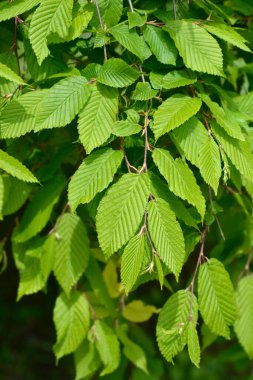 Hornbeam Horizontalis yaprakları - Latince adı - Carpinus Betizulus Horizontalis