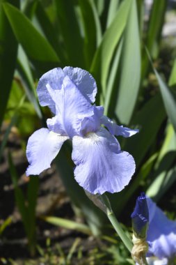 Uzun sakallı süsen çiçeği Jane Phillips 'in yakın plan fotoğrafı Latince adı Iris Barbata elatior Jane Phillips