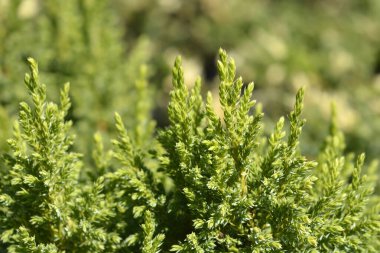 Juniper Hulsdonk Sarı - Latince adı Juniperus pingii Hulsdonk