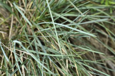 Balkan kırları - Latince adı - Sesleria robusta