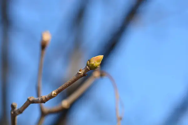 Common sycamore branch with bud - Latin name - Acer pseudoplatanus