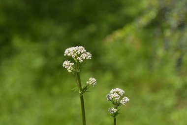 Ortak Kediotu çiçek tomurcukları-Latince adı-Valeriana officinalis