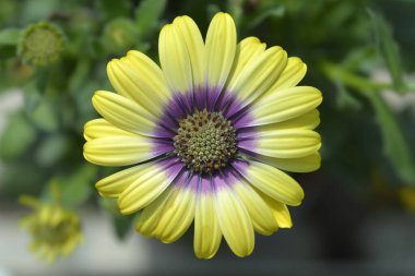 Afrikalı papatya çiçeği - Latince adı - Osteospermum Mavi Gözlü Güzel