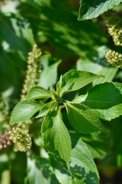 Afrika fesleğeni tomurcukları ve yaprakları - Latince adı - Ocimum gratissimum