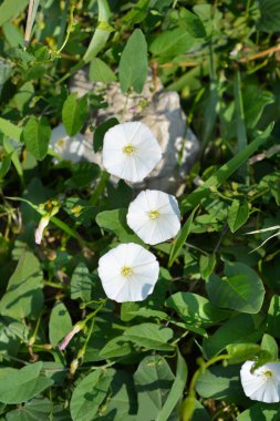 Çimen çiçekleri - Latince adı - Convolvulus arvensis