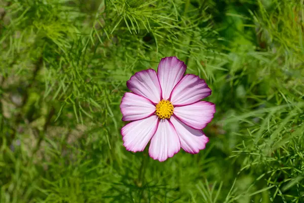 ピンクとホワイトガーデンコスモスの花 ラテン名 コスモス テトラ ヴェルサイユ ローズエッジ — ストック写真