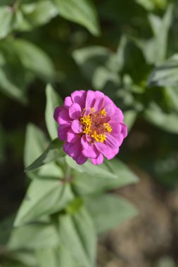 Pembe zinnia çiçeği - Latince adı - Zinnia elegans