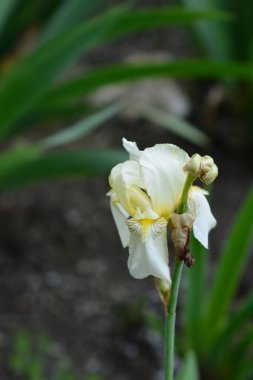 Limon sarısı iris çiçeği - Latince adı - Iris flavescens