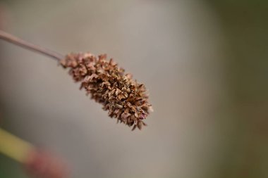 Büyük burnet tohumu başı - Latince adı - Sanguisorba officinalis