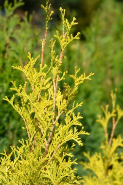 Amber Gold Arborvitae dalları - Latince adı - Thuja occidentalis Jantar