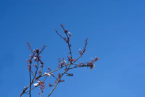 Black Cherry Plum branches with flowers - Latin name - Prunus cerasifera Nigra