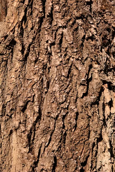 stock image Canadian poplar bark detail - Latin name - Populus x canadensis