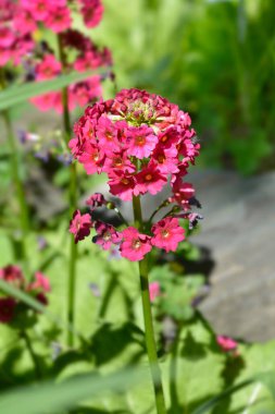 Japon Primrose Millers Crimson çiçekleri - Latince adı - Primula japonica Millers Crimson