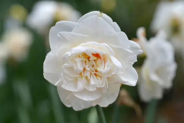 Dubbel Påsklilja Blomma Latinskt Namn Narcissus Flower Drift — Stockfoto