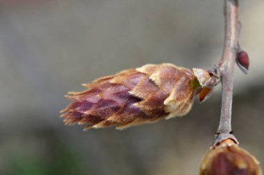 Silky wisteria flower buds - Latin name - Wisteria brachybotrys Showa-Beni clipart