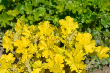 Mercan Çanları sarı yaprakları - Latince adı - Heuchera Elektrik Limonu