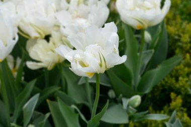 Lale Egzotik İmparatoru çiçekler - Latince adı - Tulipa Egzotik İmparatoru