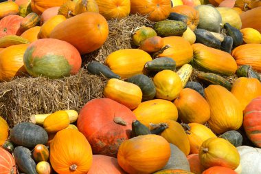 Çeşitli boyutlarda ve renklerde balkabağı yığını
