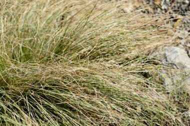 Yeni Zelanda saç kökü yaprakları - Latince adı - Carex Comans Frosted Curls