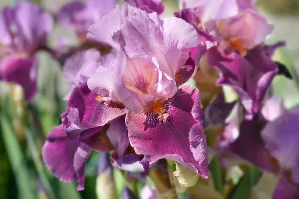 Wysokie Kwiaty Tęczówki Brodatej Nazwa Łacińska Iris Barbata Elatior Camelot — Zdjęcie stockowe