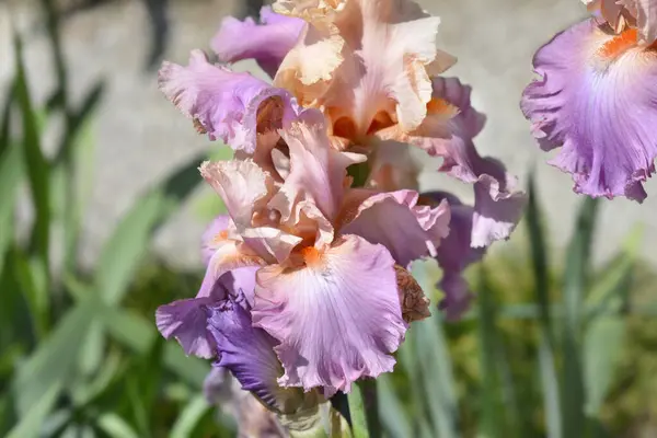 Wysokie Kwiaty Tęczówki Brodatej Łacińska Nazwa Iris Barbata Elatior Sweet — Zdjęcie stockowe