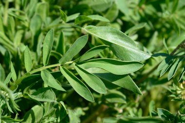 Yaygın böbrek vetch yaprakları - Latince adı - Anthyllis zaferia