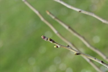 Tomurcuklu Hawthorn şubesi - Latince adı - Crataegus laevigata