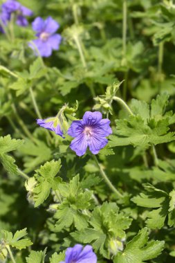 Mor turna gagalı çiçekler - Latince adı - Geranium x magnificum Rosemoor