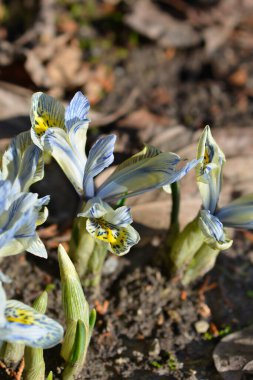 Dwarf Iris flowers - Latin name - Iris reticulata Katherine Hodgkin clipart