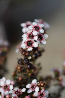 Çay ağacı tarlası soluk pembe çiçekler - Latince adı Leptospermum scoparium