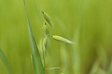 Tarlada yaygın yulaf - Latince adı - Avena sativa