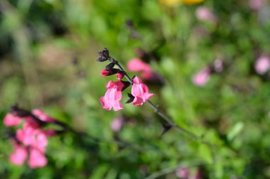 Pembe bebek adaçayı çiçekleri - Latince adı - Salvia microphylla