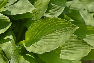 Nilüfer yaprakları - Latince adı - Hosta Melezi