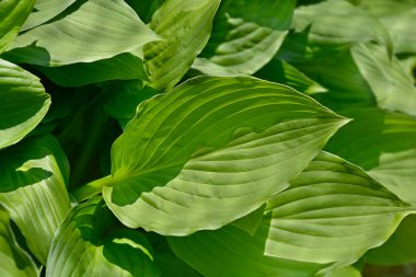 Plantain lily leaves - Latin name - Hosta hybrid clipart