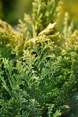 Lawsons Cypress Pygmaea Argentea şubeleri - Latince adı Chamaecyparis lawsoniana Pygmaea Argentea