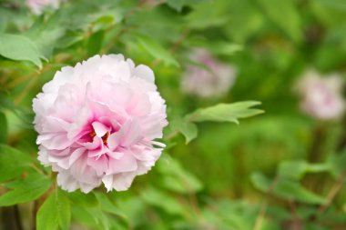 Ağaç şakayığı pembe çiçek - Latince adı - Paeonia x suffruticosa