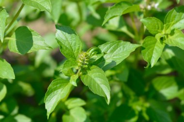 Limon fesleğeni ve çiçek tomurcukları - Latince adı - Ocimum bazilicum Citriodorum